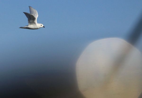 Snow Petrel i ksiezyc_Fot.T.Lopata_SelmaExpeditions.com